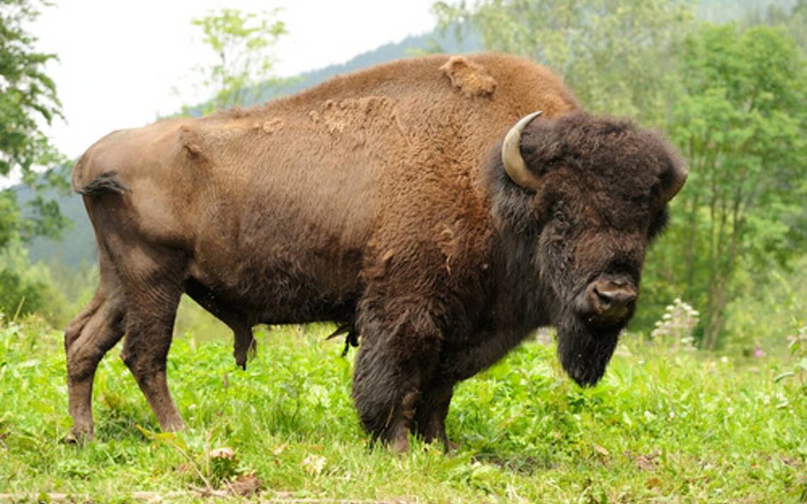Vuelve el bisonte americano a Coahuila tras más de 100 años - Noticias